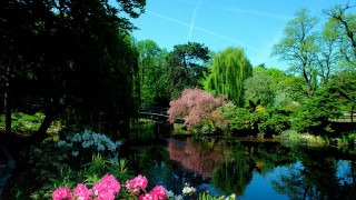 Pond trees flowers bridge blue - a pond free wallpaper for desktop