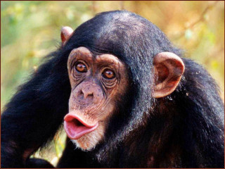 Monkey tongue frame neck foreground - a picture frame free wallpaper