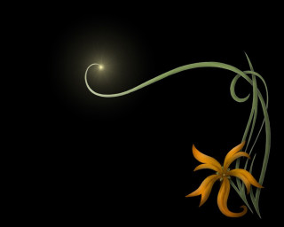 Flower long stem light background - firefly free wallpaper for desktop