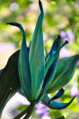Blue flower green leaves purple - a blue flower free wallpaper for mobile