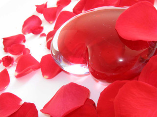 Red vase rose petals white - romantic free wallpaper