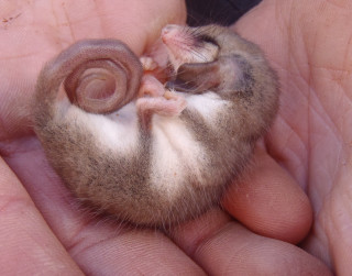 Small animal person hand tiny - adam szentpétery free wallpaper