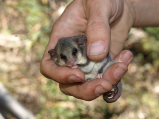 Small animal held persons hand - a small animal free wallpaper