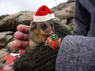 Small rodent santa hat holding - present free wallpaper