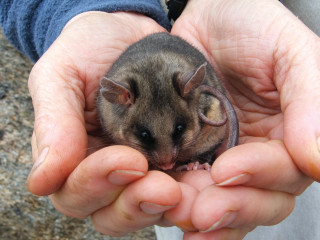 Small rodent person hands rock - a small rodent free wallpaper