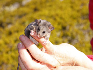 Small mouse red shirt hand - arm free wallpaper for desktop