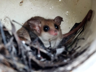 Small rodent nest twigs mouth - a small rodent free wallpaper