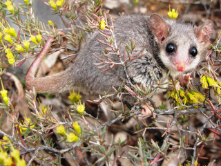 Small animal bush yellow flowers - a small animal free wallpaper