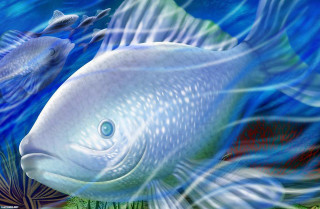Fish hook mouth fish water - its mouth and a fish free wallpaper