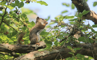 Squirrel tree branch looking sky - a squirrel free wallpaper