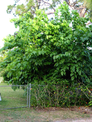 Fence tree fire hydrant foreground - boetius adamsz bolswert free wallpaper