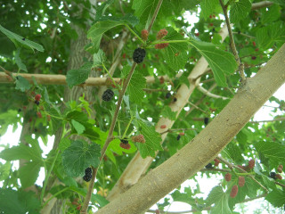 Tree berries leaves branches nature - leaf and berries free wallpaper