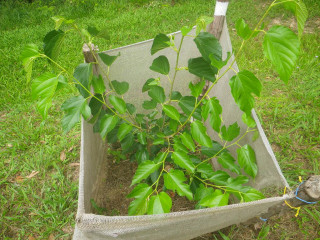 Bag green leaves field grass - a bag free wallpaper