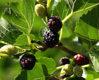 Branch berries leaves sunlight natural - the sun light free wallpaper