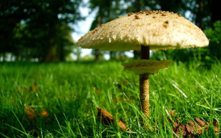 Mushroom lush green field trees 2 - a mushroom free wallpaper
