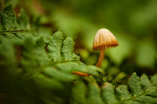 Small mushroom growing on leafy - free nature wallpaper