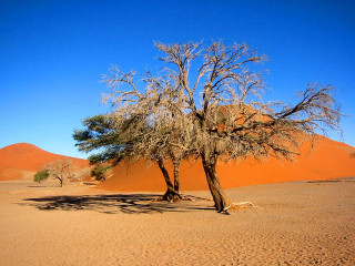 Tree desert sand dunes blue - sand free wallpaper