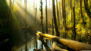 River forest log sunlight trees - forest free wallpaper for desktop