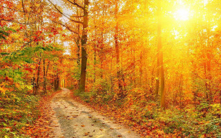 Dirt road autumn sunlight falling - the sun free wallpaper