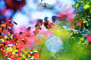 Red leaves green leaves blue - red leaf free wallpaper