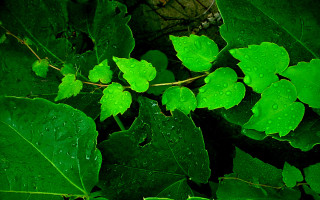 Green leaves water droplets macro 2 - andy goldsworthy free wallpaper