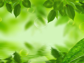 Green leaves water reflection background - environmental art free wallpaper