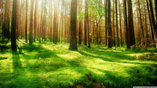 Forest sunlight grass trees nature 2 - lot of trees and grass free wallpaper