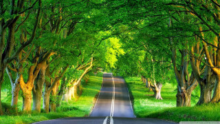 Road trees grass green sky - both side free wallpaper