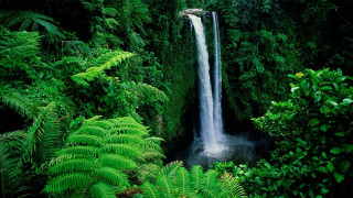 Waterfall green foliage jungle nature - tropical free wallpaper for desktop