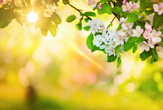 White flower tree sunlight bokeh - the sunlight free wallpaper