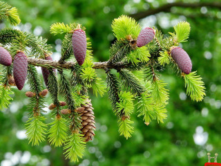 Pine branch cones blurry background 2 - branch and a blurry background free wallpaper for desktop