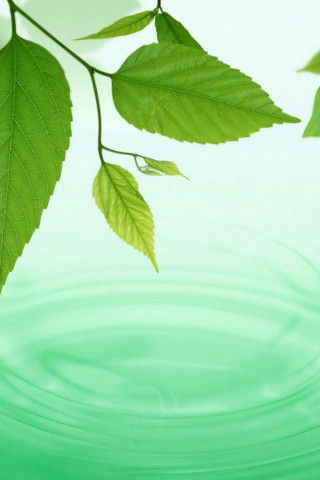 Green leaf floating lake tree - top of a lake next free wallpaper