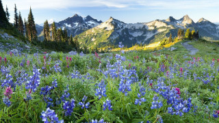 Wildflowers mountains snow field colorful - erin hanson free wallpaper