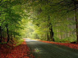 Forest road trees leaves ground 5 - a road in the middle of a forest free wallpaper