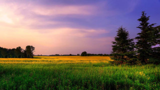 Field grass trees cloudy purple - a purple sky in the background free wallpaper for desktop