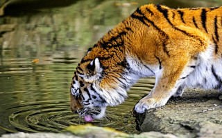 Tiger drinking pond rocks leaves - a pond free wallpaper
