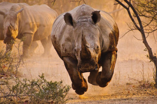 Rhino running dusty field background 2 - dusty free wallpaper