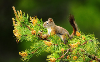 Squirrel pine tree branch cones - a pine tree branch free wallpaper