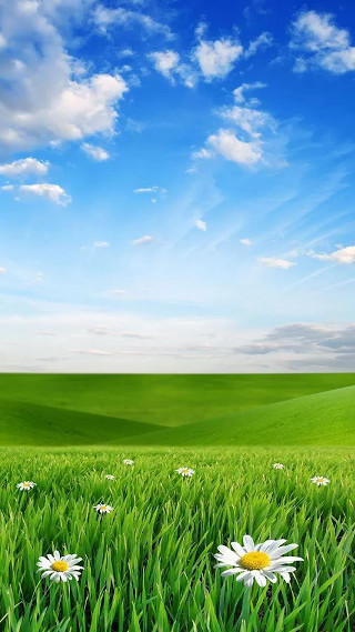 Field grass flowers blue sky - beautiful landscape free wallpaper for mobile