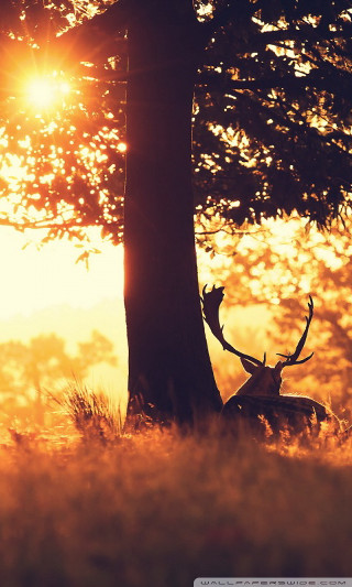 Deer sitting under tree sunlight - arie smit free wallpaper