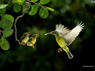Birds branch leaves illustration photograph - a couple of birds free wallpaper