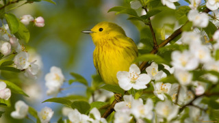 Yellow bird branch tree white - a yellow bird free wallpaper