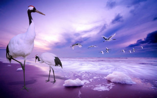 Birds beach ocean sunset flying - ding guanpeng free wallpaper