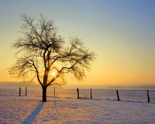Tree snow sunset fence background - in the foreground free wallpaper