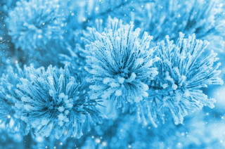 Blue tree snowflakes branches close - the branch free wallpaper