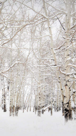 Snowy forest bench winter trees - free winter wallpaper for mobile