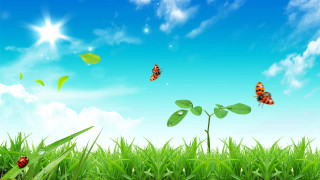 Field grass bugs blue sky - cloud and sun free wallpaper for desktop