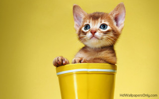Kitten yellow cup background sitting - a yellow background behind free wallpaper