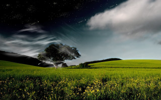 Tree field sky stars flowers - a field of flowers free wallpaper