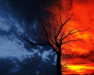 Leafless tree sunset sky clouds - sky free wallpaper